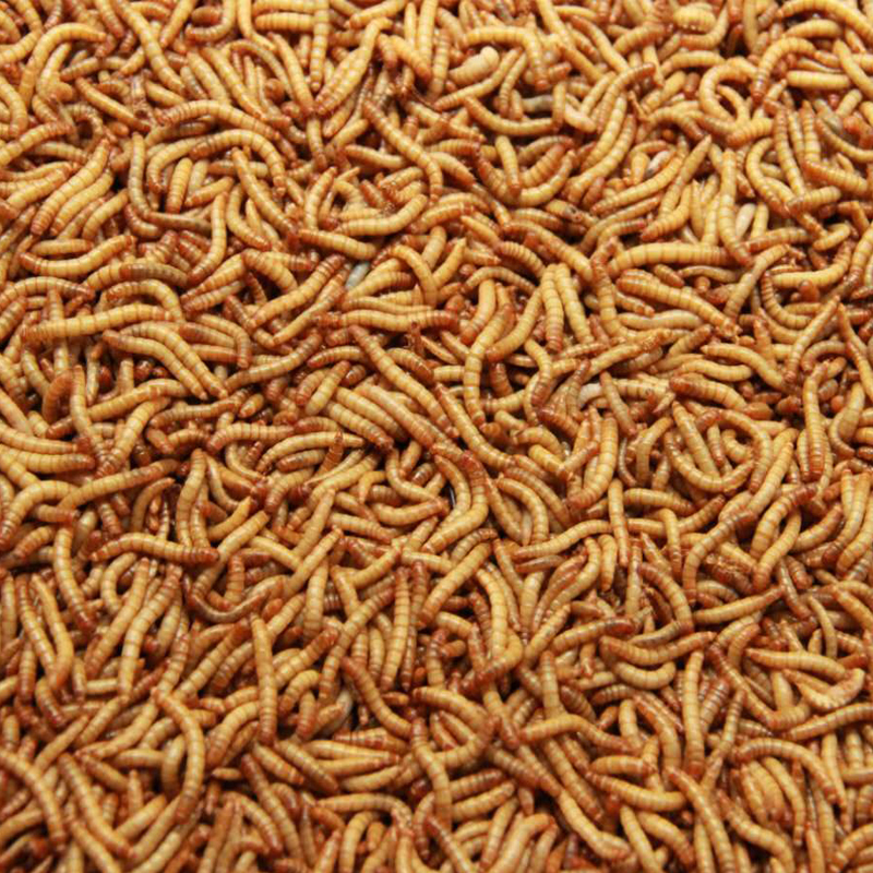 Manufacture wholesale Freeze dried Mealworm manufacture